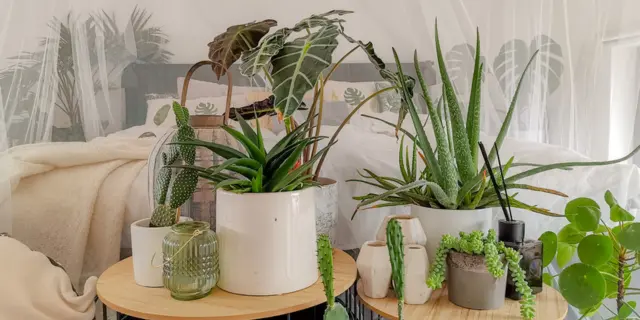 室内植物的好处