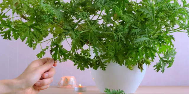 室内植物的好处