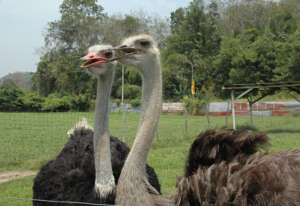 马来西亚 最幸福城市 特色