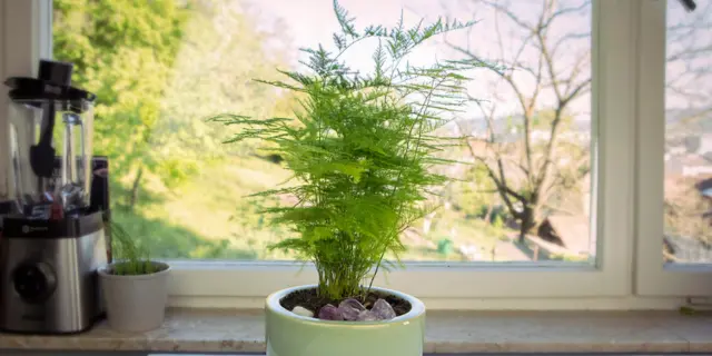 清新室内植物——文竹