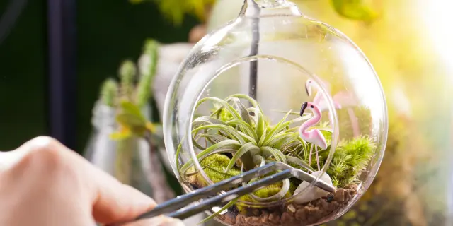 清新室内植物——空气草