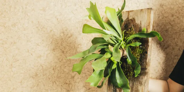 清新室内植物——鹿角蕨