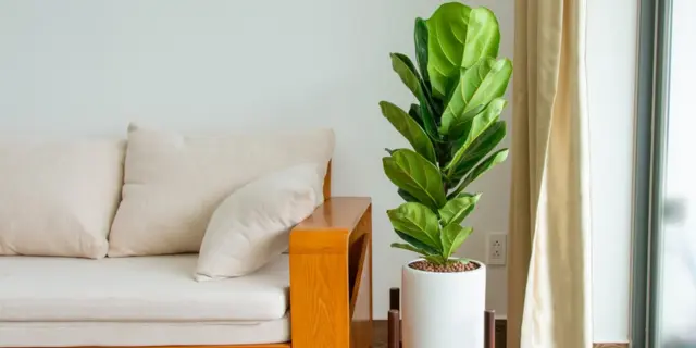 网络流行室内植物——琴叶榕