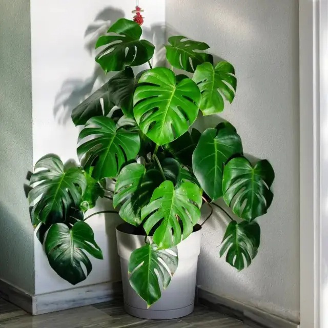 网络流行室内植物——龟背竹