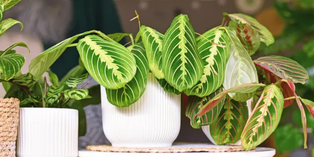 网络流行室内植物——竹芋