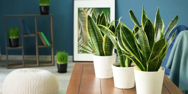 净化空气的室内植物——虎尾兰