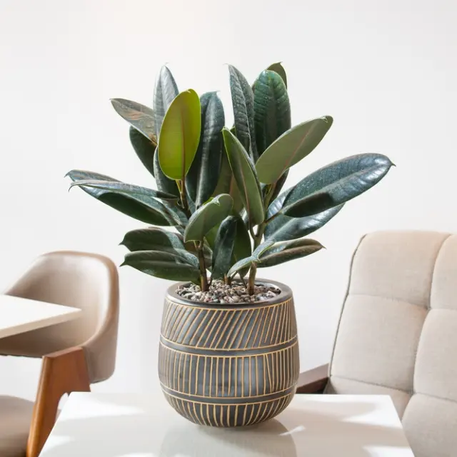 净化空气的室内植物——橡皮树