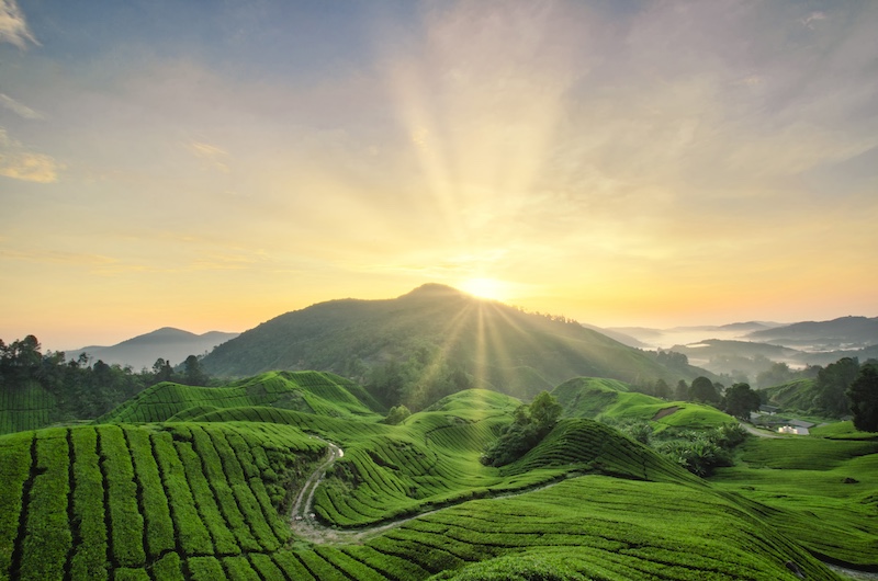 Malaysia’s Major Commodities: Trends and Transformation (2014 – 2024)