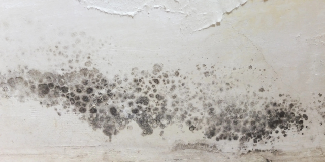 发霉的墙壁
